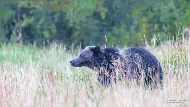 A grizzly bear wanders near the B Bar Ranch in Gardiner, MT. / Photo by Hank Perry