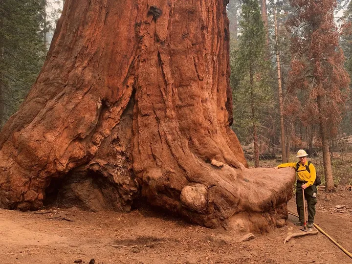 Sequoia National Forest. / Photo Courtesy of Joe Stone